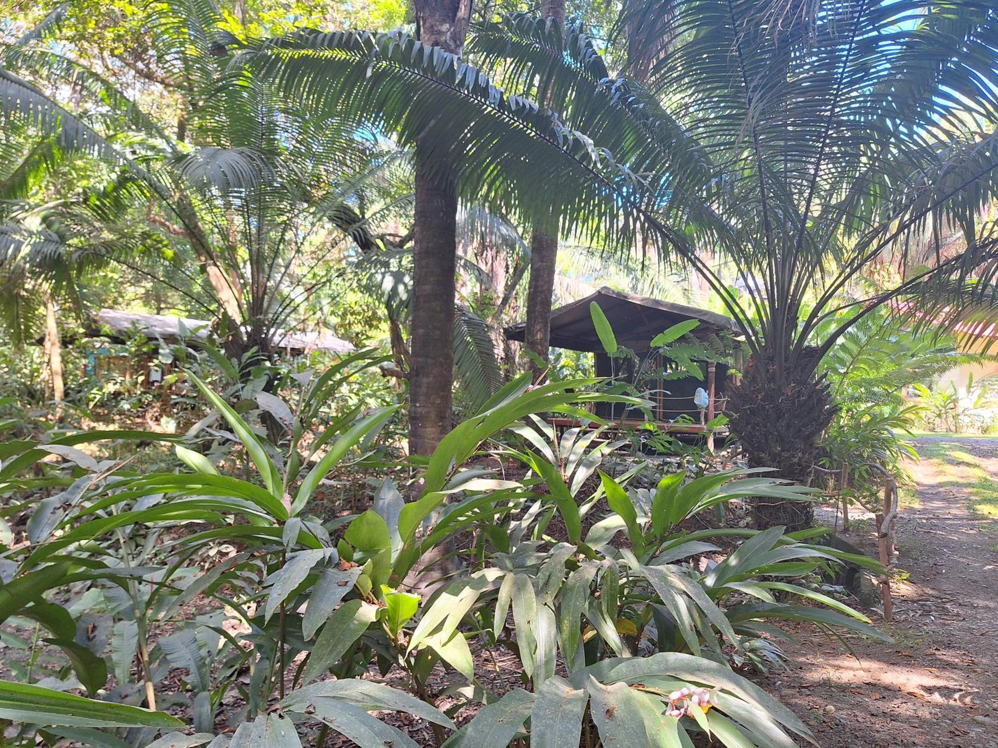 Four Monkeys Eco - Jungle & * Cabo Matapalo