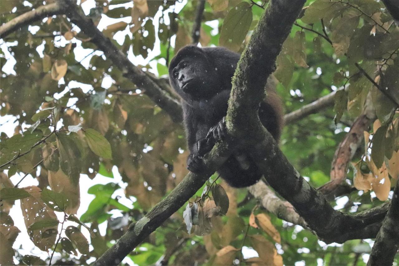 Four Monkeys Eco Cabo Matapalo