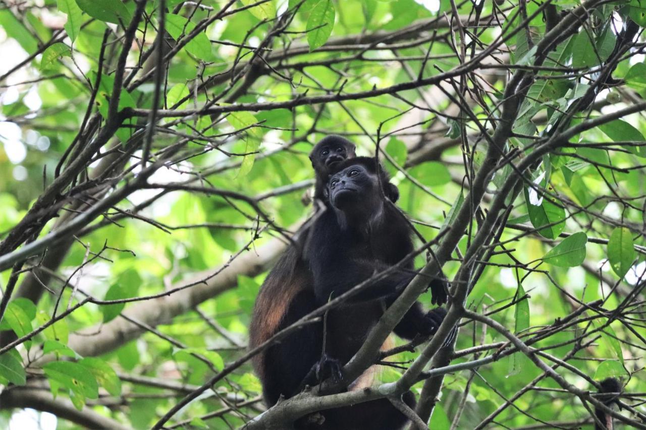 Four Monkeys Eco Cabo Matapalo