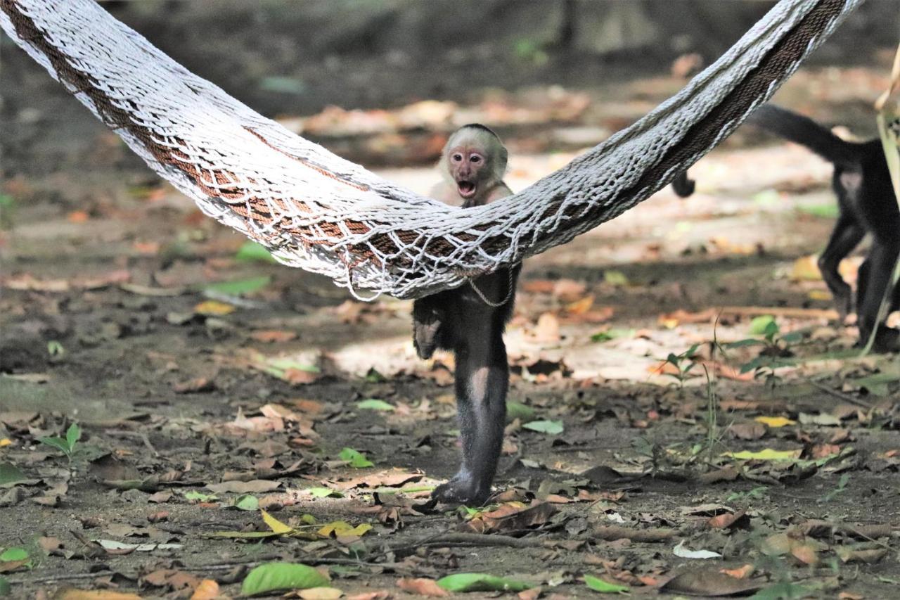 Four Monkeys Eco Lodge