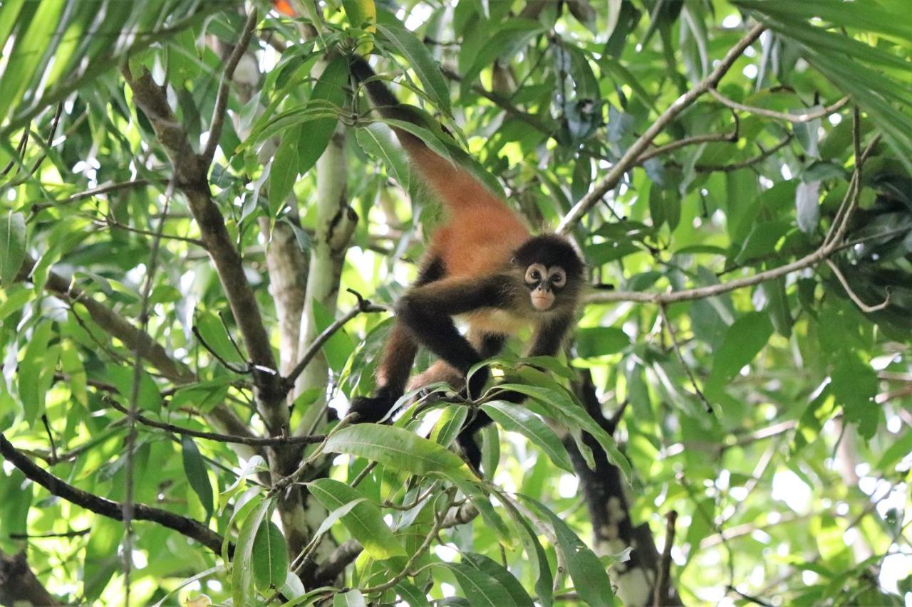 Four Monkeys Eco Lodge *