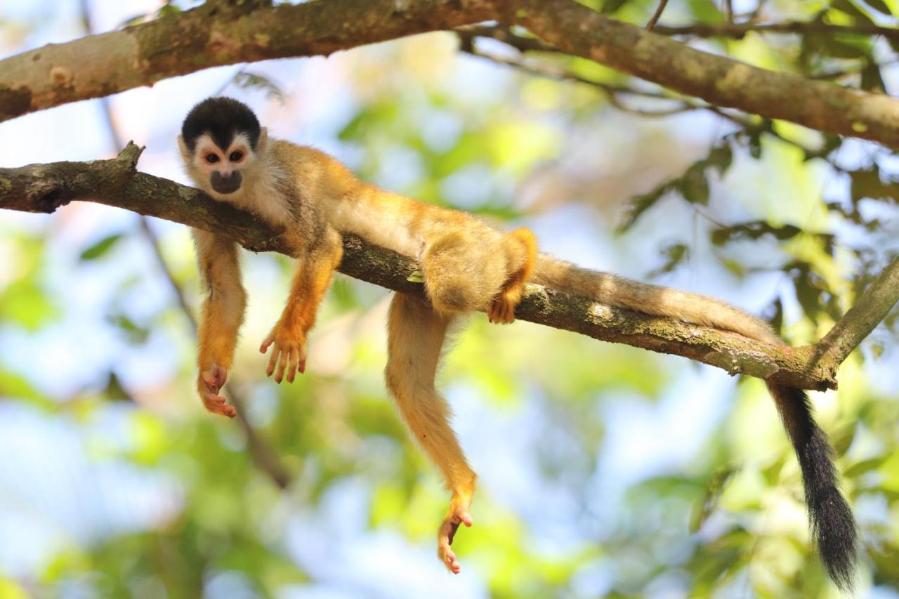 Four Monkeys Eco *