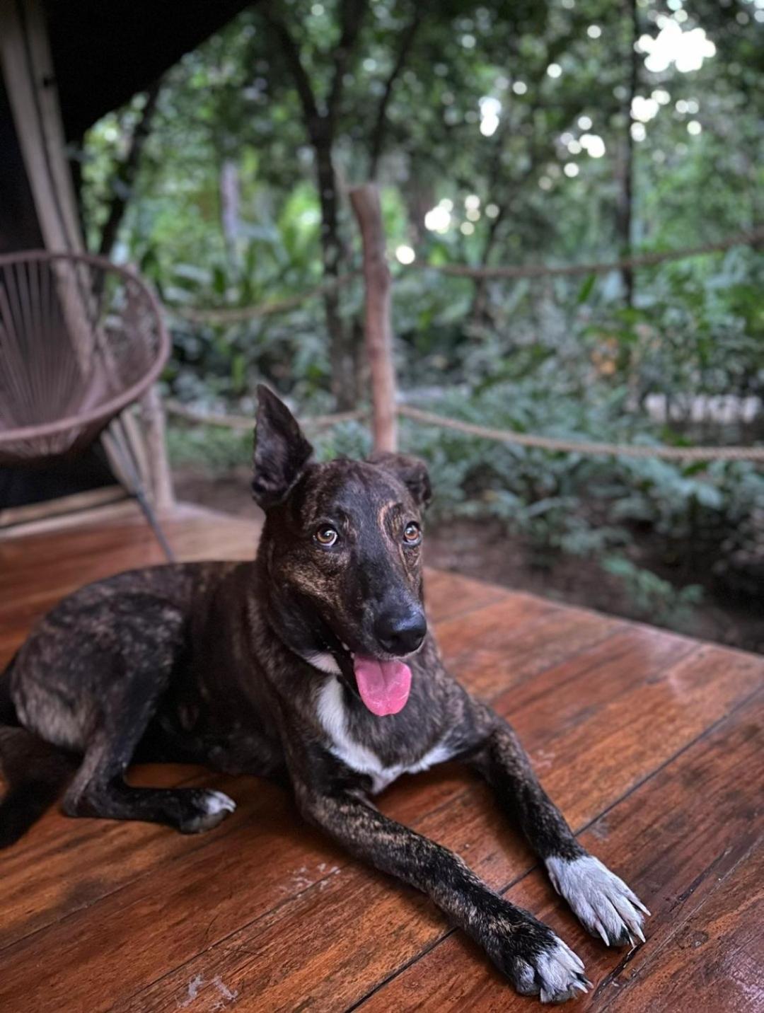 Four Monkeys Eco Lodge *